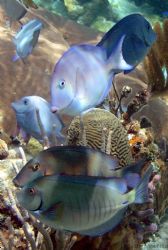 school of fish at the corral gardens reef by Andrew Kubica 
